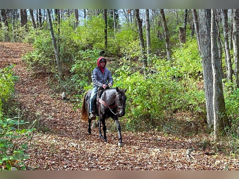 Rocky Mountain horse Jument 5 Ans 142 cm Bai in Moscow