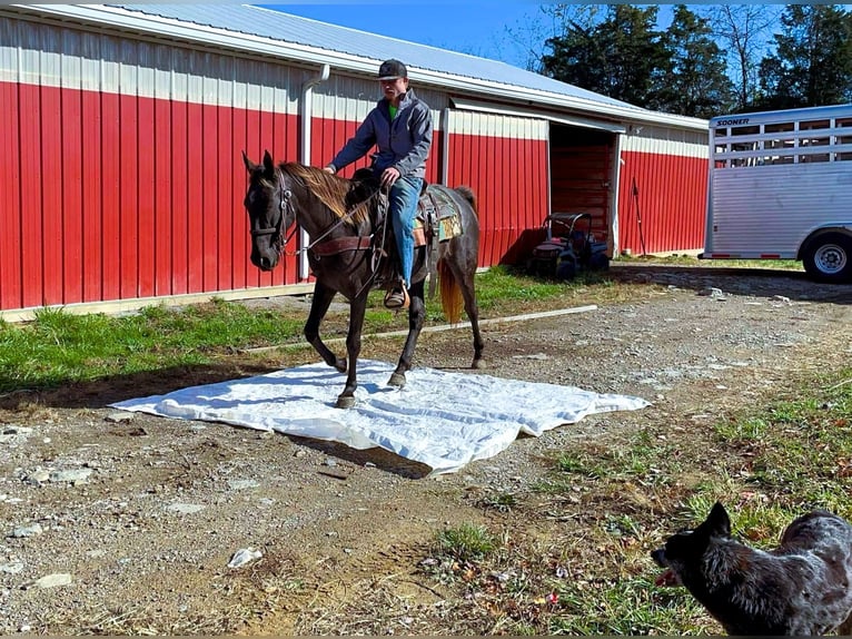 Rocky Mountain horse Jument 5 Ans 142 cm Bai in Moscow