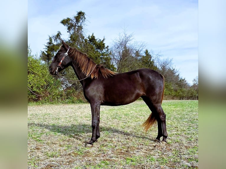 Rocky Mountain horse Jument 5 Ans 142 cm Bai in Moscow