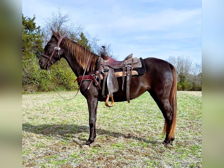 Rocky Mountain horse Jument 5 Ans 142 cm Bai in Moscow