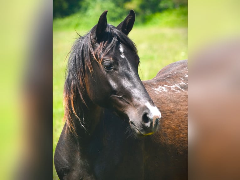 Rocky Mountain horse Jument 5 Ans 146 cm Noir in Bad Hersfeld