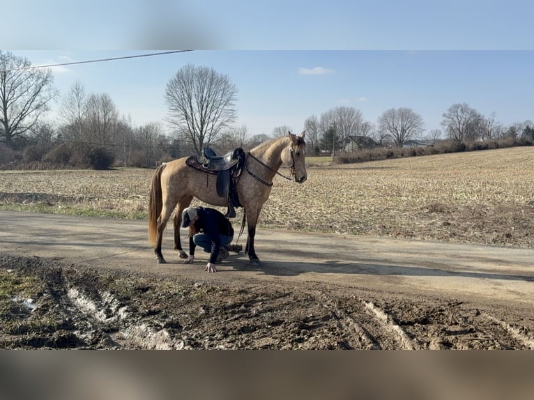 Rocky Mountain horse Jument 5 Ans 147 cm Buckskin in Moscow