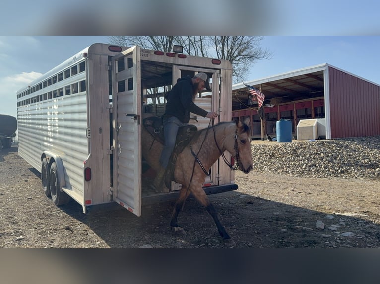 Rocky Mountain horse Jument 5 Ans 147 cm Buckskin in Moscow