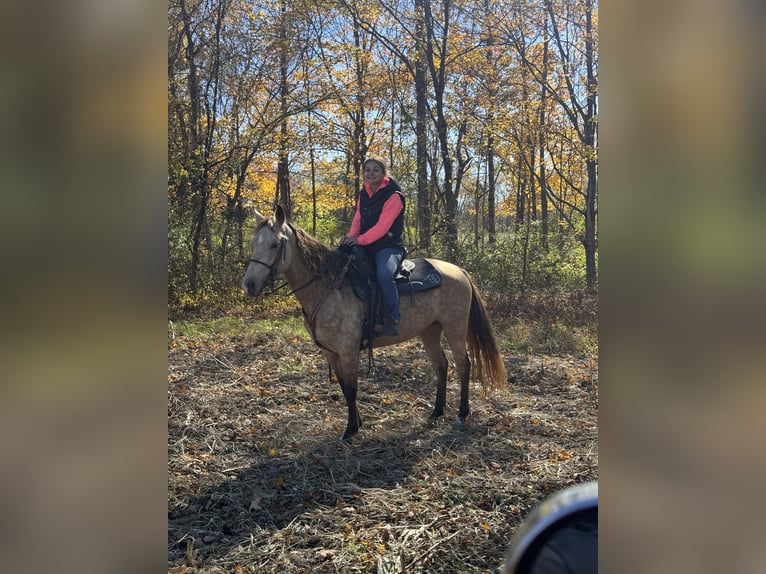 Rocky Mountain horse Jument 5 Ans 147 cm Buckskin in Moscow