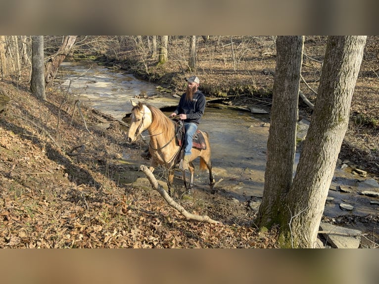 Rocky Mountain horse Jument 5 Ans 147 cm Buckskin in Moscow