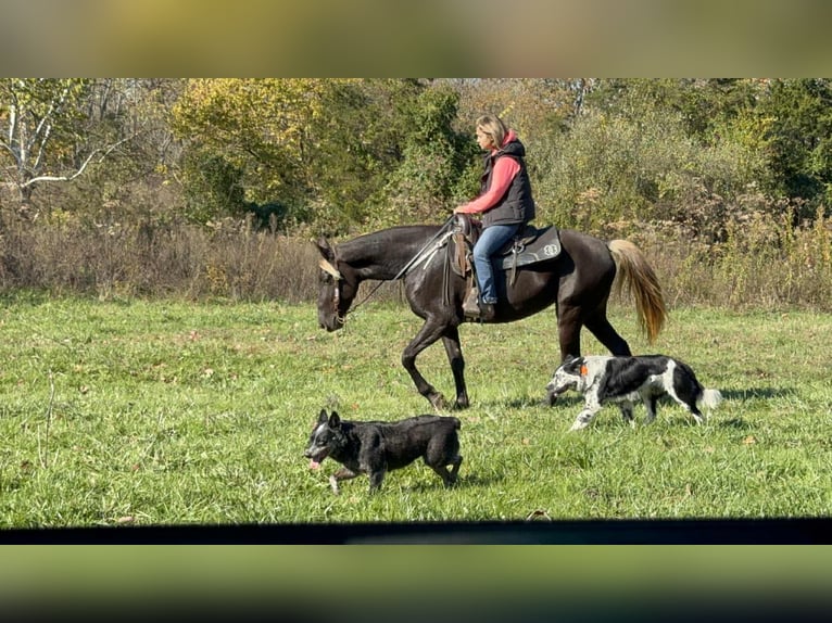 Rocky Mountain horse Jument 5 Ans 152 cm Bai in Moscow