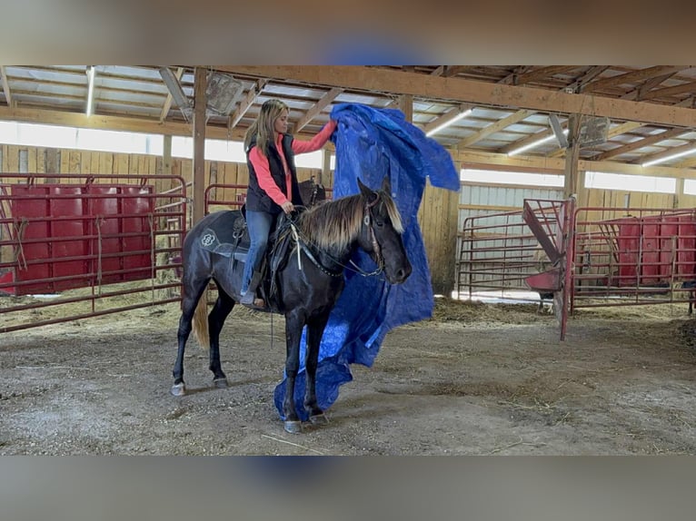 Rocky Mountain horse Jument 5 Ans 152 cm Bai in Moscow