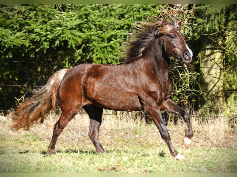 Rocky Mountain horse Jument 6 Ans 150 cm Bai in Bad Hersfeld
