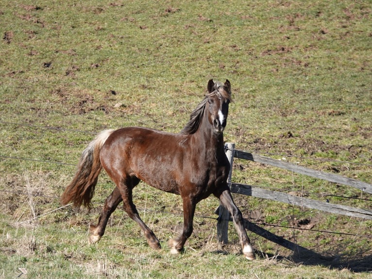 Rocky Mountain horse Jument 6 Ans 150 cm Bai in Bad Hersfeld