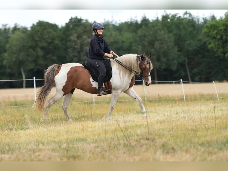 Rocky Mountain horse Croisé Jument 7 Ans 148 cm Pinto in Ribbesbüttel