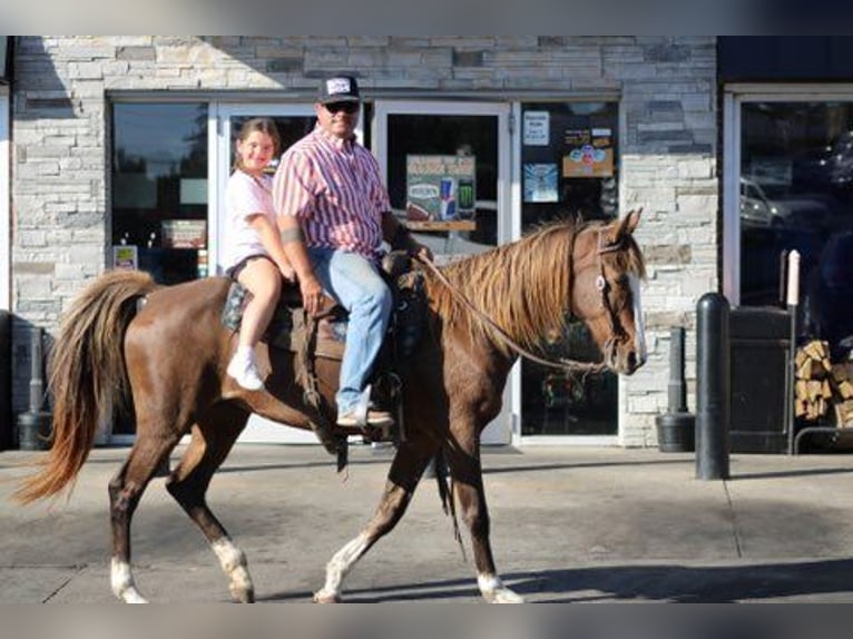 Rocky Mountain horse Jument 7 Ans 152 cm Alezan cuivré in Charleston