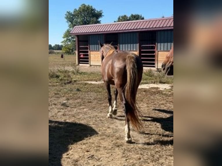 Rocky Mountain horse Jument 7 Ans 152 cm Alezan cuivré in Charleston