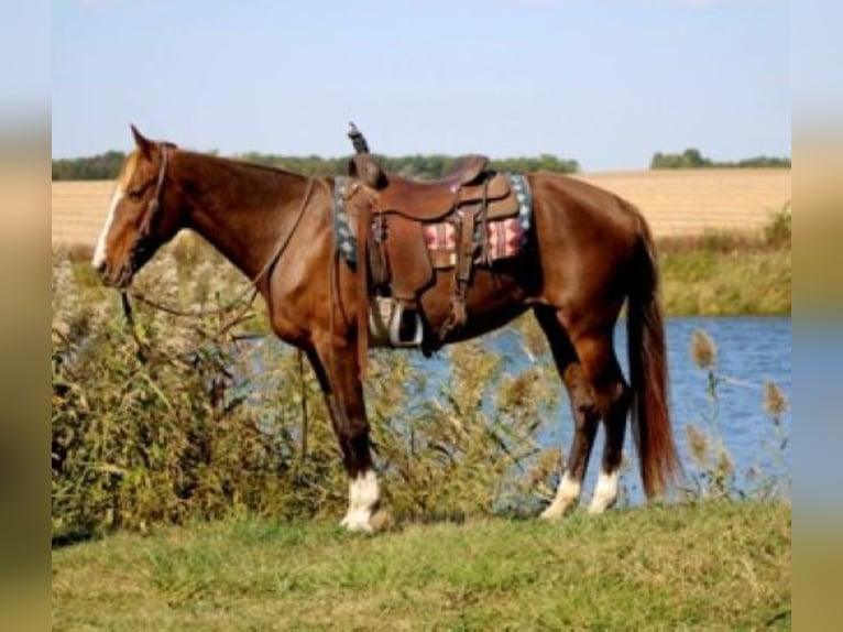 Rocky Mountain horse Jument 7 Ans 152 cm Alezan cuivré in Charleston