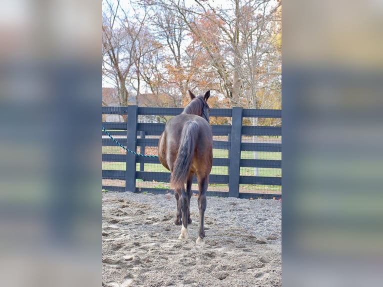 Rocky Mountain horse Jument 8 Ans 147 cm Bai cerise in Collegeville