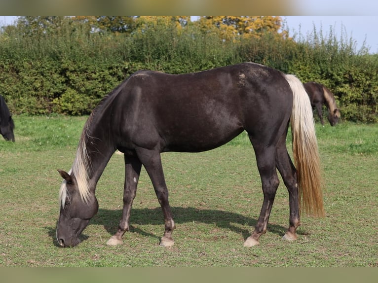 Rocky Mountain horse Jument 9 Ans 150 cm Buckskin in Grabenstätt