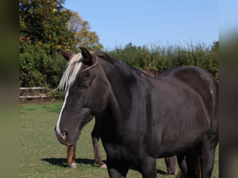 Rocky Mountain horse Jument 9 Ans 150 cm Buckskin in Grabenstätt