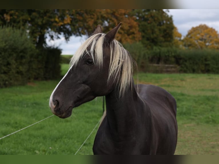 Rocky Mountain horse Jument 9 Ans 150 cm Buckskin in Grabenstätt