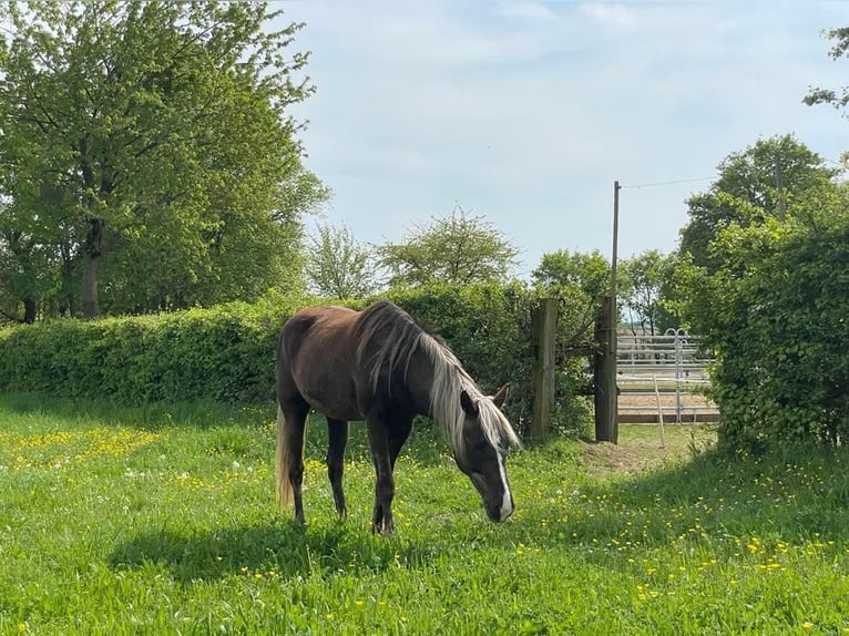 Rocky Mountain horse Jument 9 Ans 150 cm Buckskin in Grabenstätt