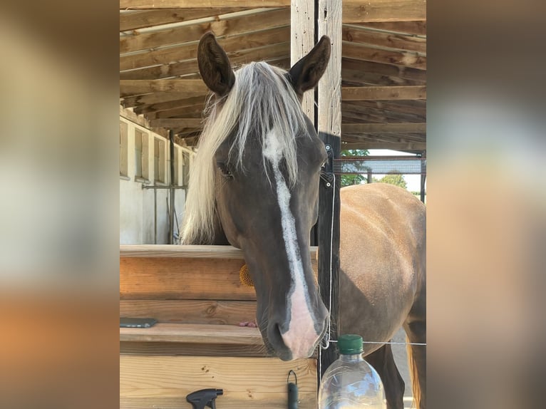 Rocky Mountain horse Jument 9 Ans 150 cm Buckskin in Grabenstätt