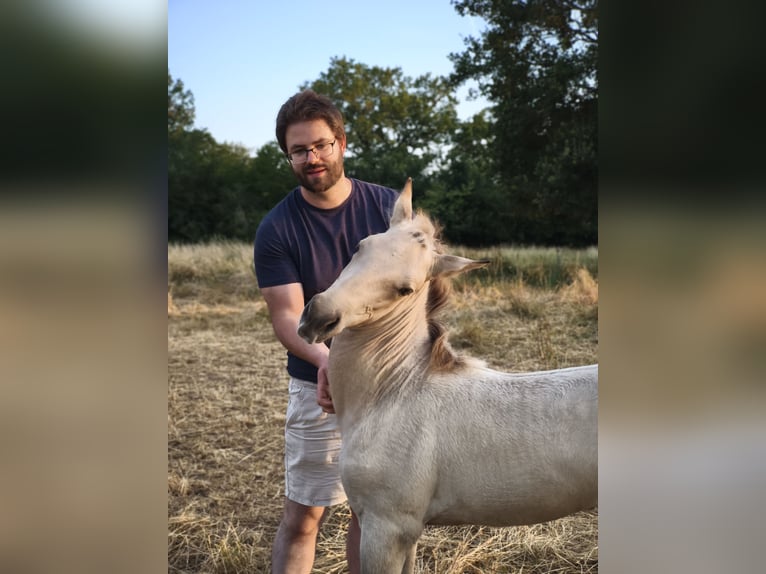 Rocky Mountain horse Jument Poulain (05/2026) Buckskin in Briantes
