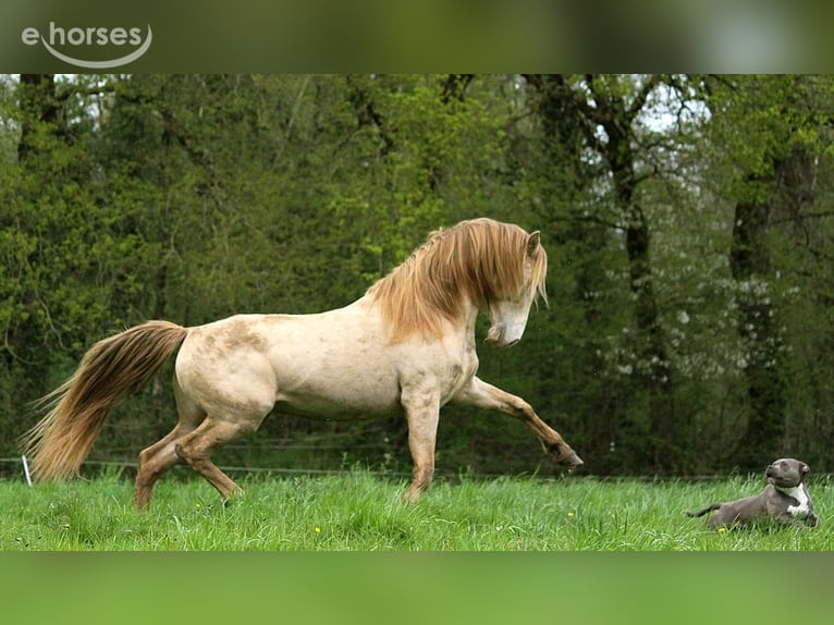 Rocky Mountain Horse Klacz 11 lat 147 cm Kara in GOVEN