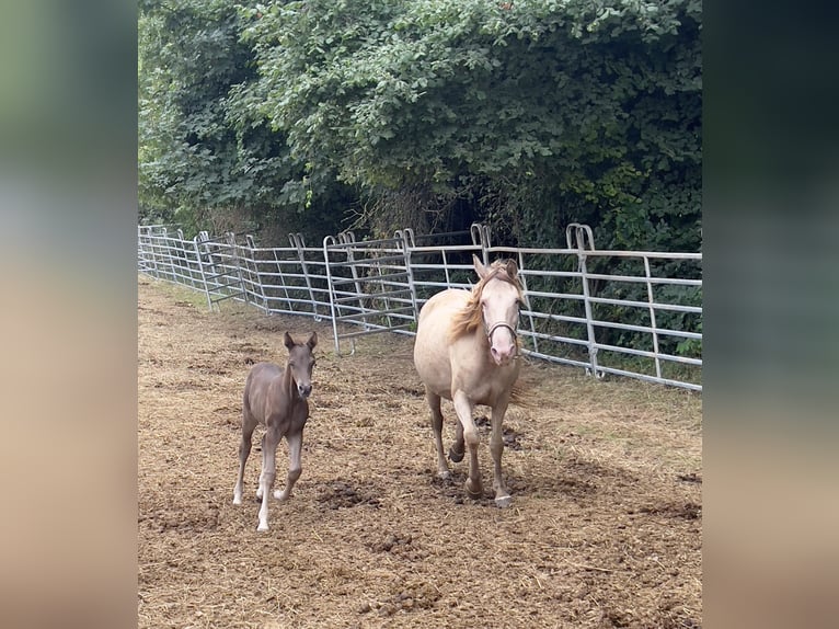 Rocky Mountain Horse Klacz 11 lat 150 cm Szampańska in Offenheim