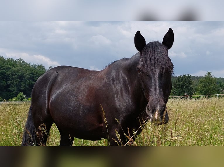 Rocky Mountain Horse Klacz 17 lat 148 cm Kara in Alpen