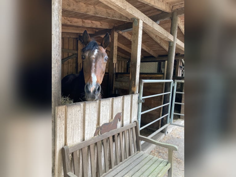 Rocky Mountain Horse Klacz 18 lat 148 cm Ciemnogniada in Oldenburg