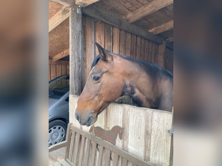 Rocky Mountain Horse Klacz 18 lat 148 cm Ciemnogniada in Oldenburg