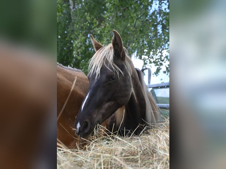 Rocky Mountain Horse Klacz 2 lat 140 cm Kara in Offenheim