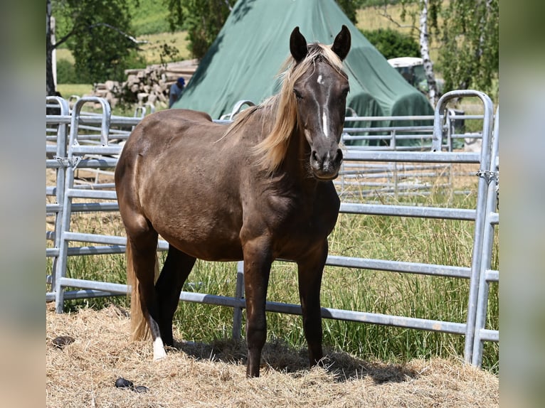 Rocky Mountain Horse Klacz 2 lat 140 cm Kara in Offenheim