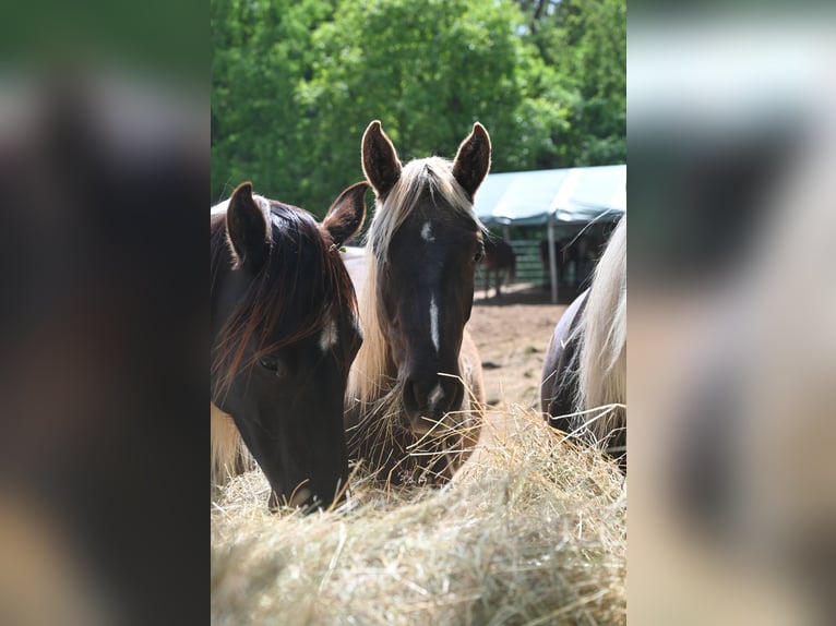 Rocky Mountain Horse Klacz 2 lat 140 cm Kara in Offenheim