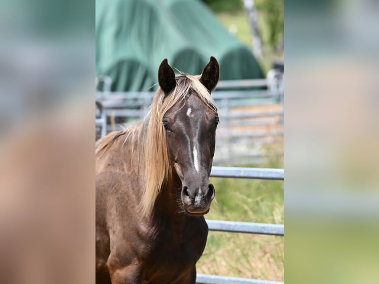 Rocky Mountain Horse Klacz 2 lat 140 cm Kara in Offenheim
