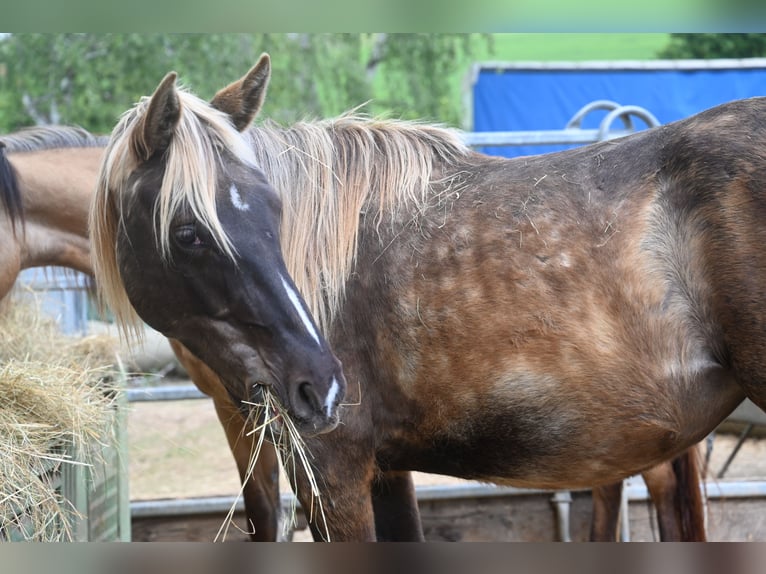 Rocky Mountain Horse Klacz 2 lat 140 cm Kara in Offenheim