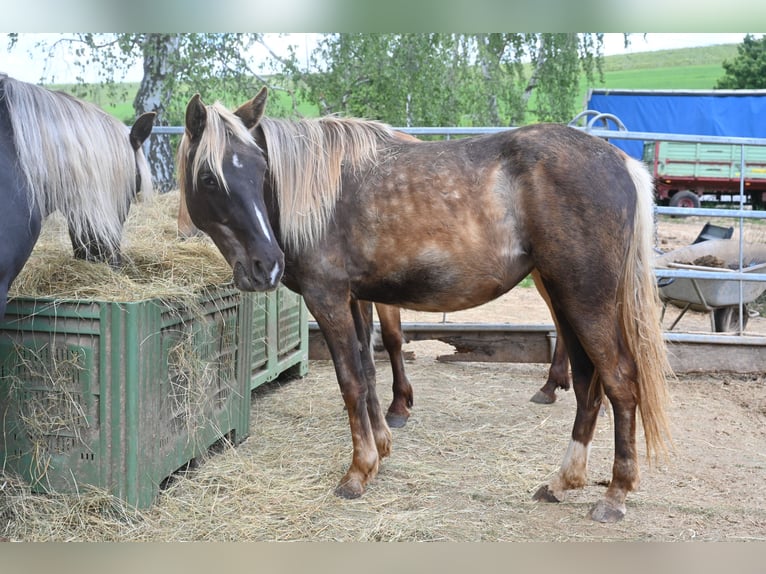 Rocky Mountain Horse Klacz 2 lat 140 cm Kara in Offenheim