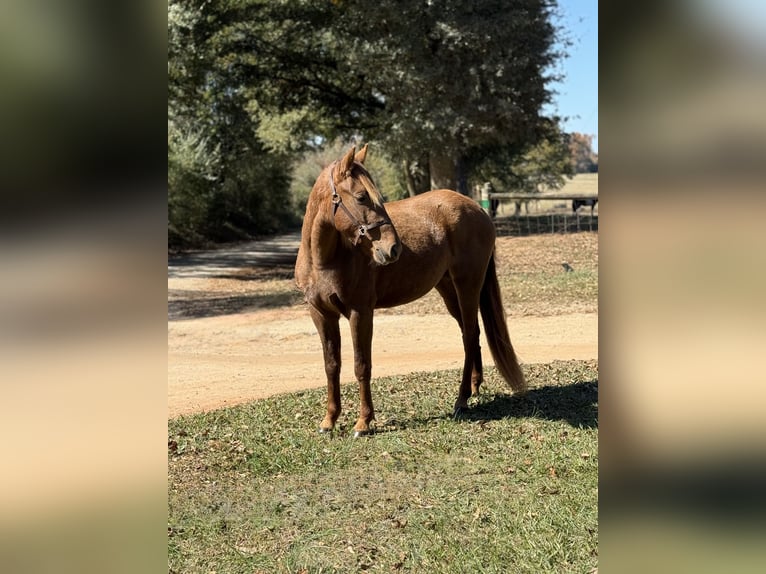 Rocky Mountain Horse Klacz 2 lat 142 cm Gniada in Carnesville