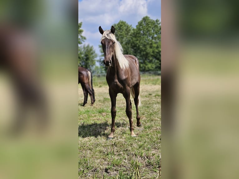 Rocky Mountain Horse Klacz 2 lat 148 cm in Sendenhorst