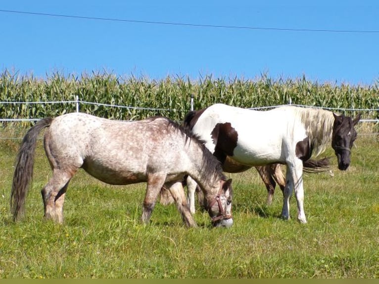 Rocky Mountain Horse Klacz 3 lat 156 cm Srokata in Arnbruck