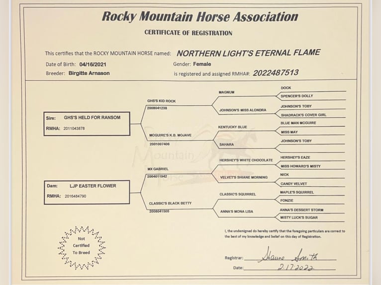 Rocky Mountain Horse Klacz 4 lat 147 cm Szampańska in Nack