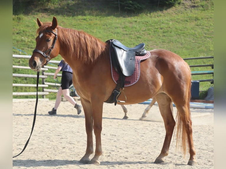 Rocky Mountain Horse Klacz 4 lat 148 cm Kasztanowata in Tragwein