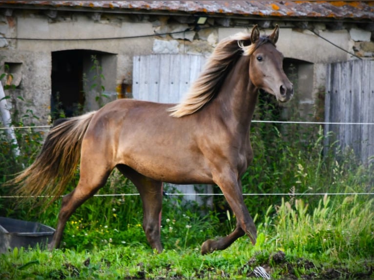 Rocky Mountain Horse Klacz 4 lat 150 cm  in Brigueil-le-Chantre