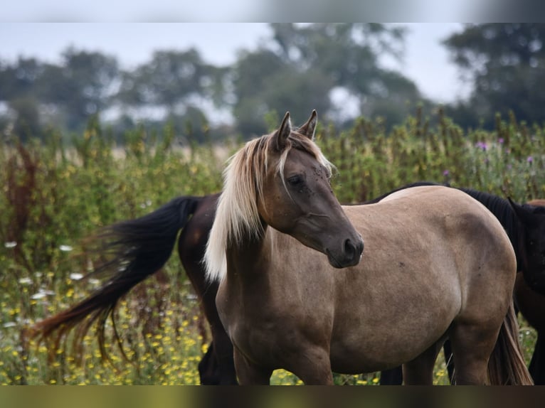 Rocky Mountain Horse Klacz 4 lat 150 cm  in Brigueil-le-Chantre