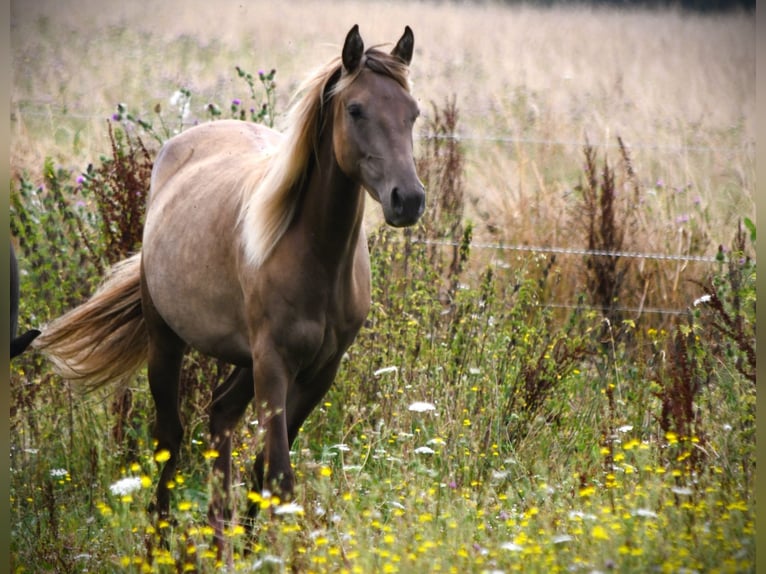 Rocky Mountain Horse Klacz 4 lat 150 cm  in Brigueil-le-Chantre