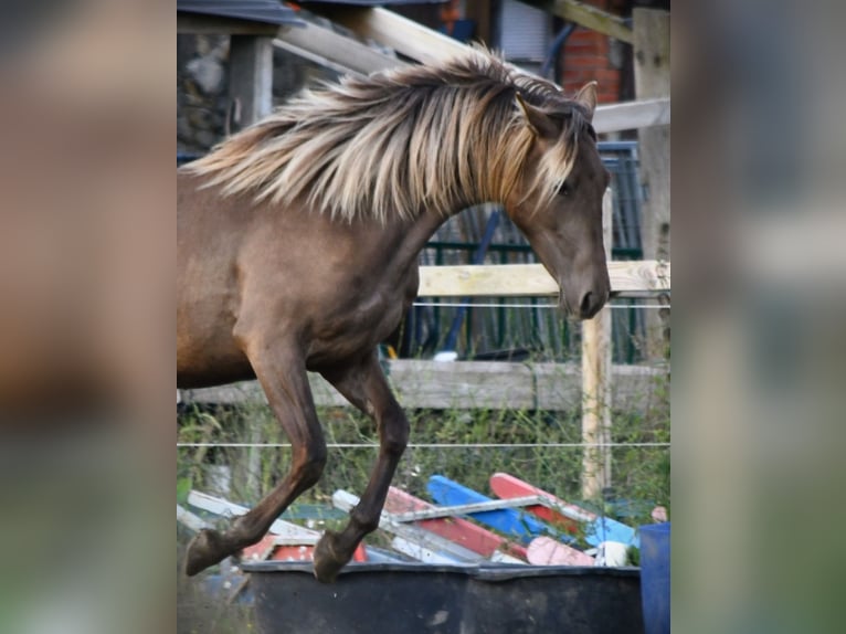 Rocky Mountain Horse Klacz 4 lat 150 cm  in Brigueil-le-Chantre