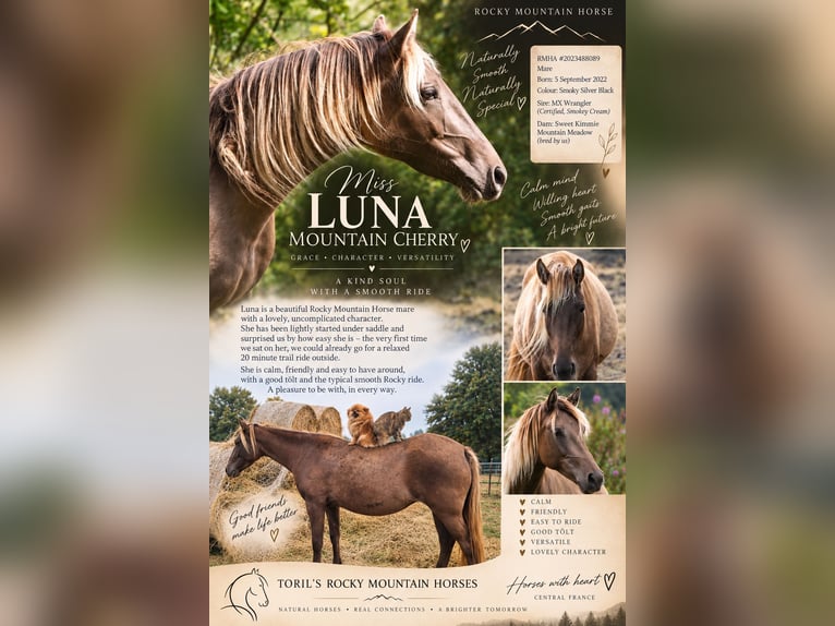Rocky Mountain Horse Klacz 4 lat 150 cm  in Brigueil-le-Chantre