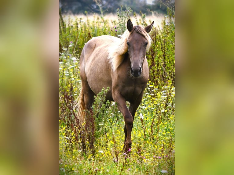 Rocky Mountain Horse Klacz 4 lat 150 cm  in Brigueil-le-Chantre
