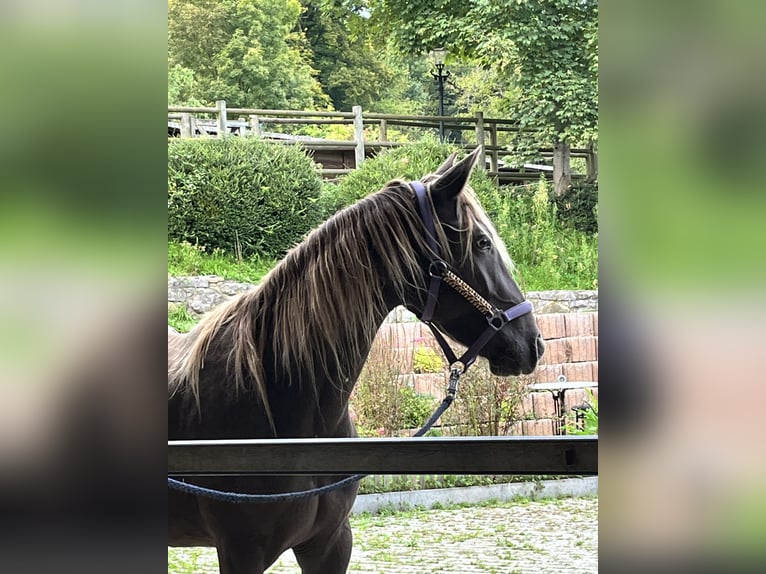 Rocky Mountain Horse Klacz 4 lat 155 cm Overo wszelkich maści in Lörrach