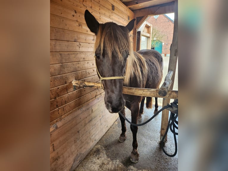 Rocky Mountain Horse Klacz 4 lat in Hamminkeln