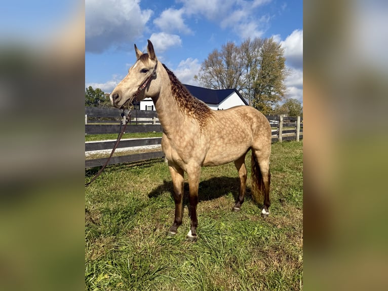 Rocky Mountain Horse Klacz 5 lat 147 cm Jelenia in Moscow