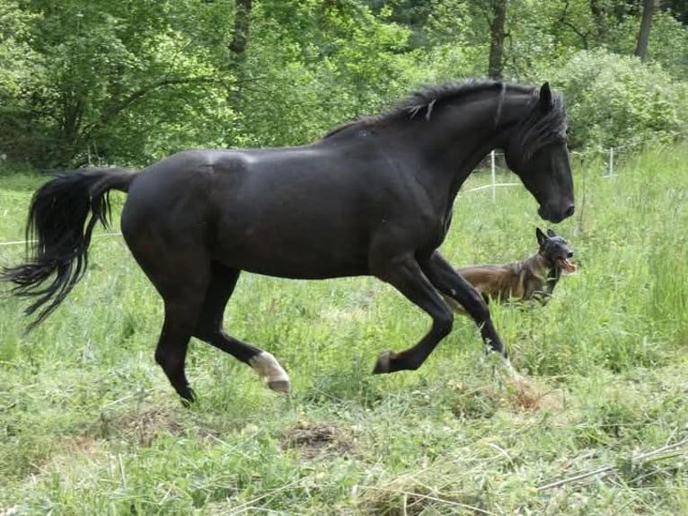 Rocky Mountain Horse Klacz 5 lat 150 cm Kara in Genappe